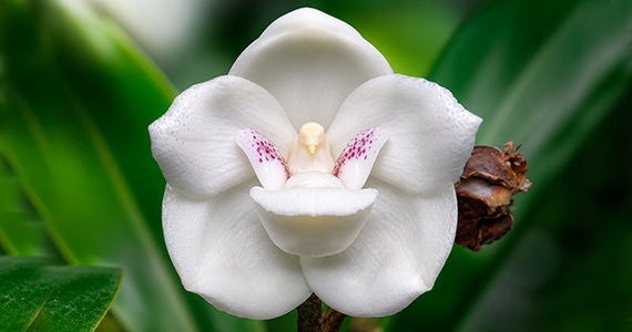 Centro de Orquídeas