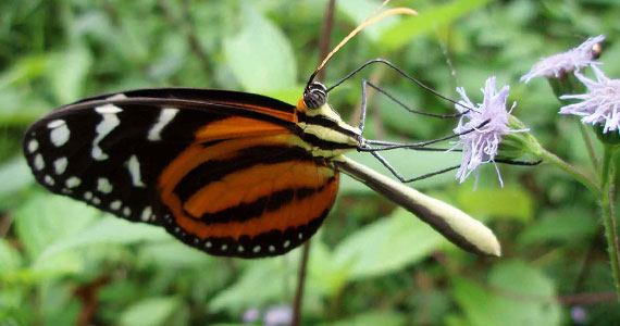 El Mariposario